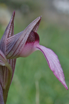 Common Tongue Orchid