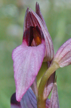 Common Tongue Orchid