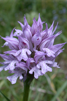 Toothed Orchid