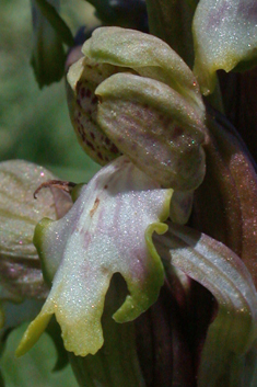 Giant Orchid