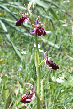 Spruner's Spider Orchid