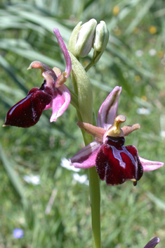 Spruner's Spider Orchid