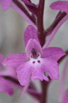 Four-spotted Orchid