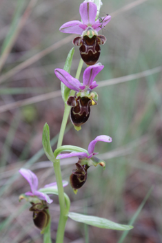 Common Woodcock Orchid