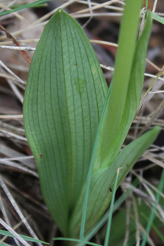 Common Woodcock Orchid