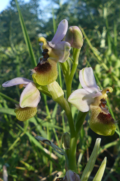 Sawfly Orchid