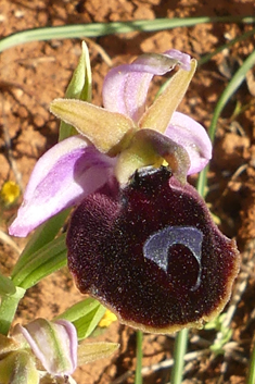 Horseshoe Bee Orchid