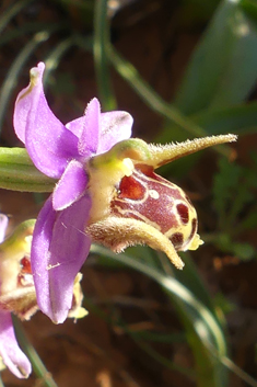 Horned Woodcock Orchid