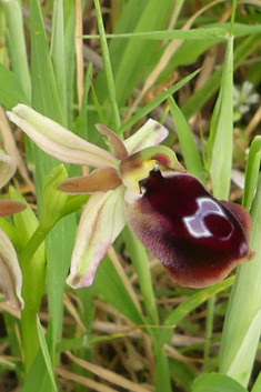 Eyed Bee Orchid