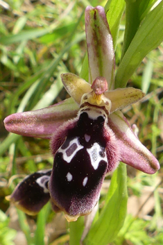 Reinhold's Bee Orchid