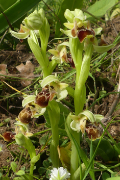 Eastern Woodcock Orchid