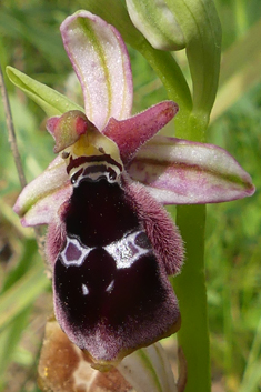 Reinhold's Bee Orchid