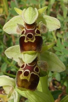 Eastern Woodcock Orchid