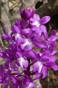 Four-spotted Orchid