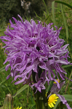 Naked Man Orchid