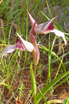 Common Tongue Orchid