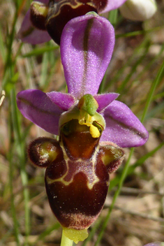 Common Woodcock Orchid