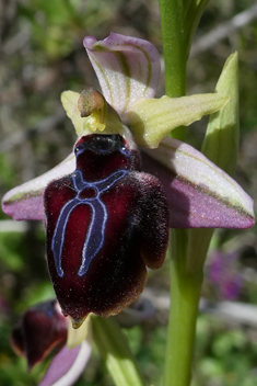 Spruner's Spider Orchid