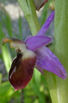 Eyed Bee Orchid