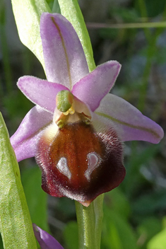 Eyed Bee Orchid