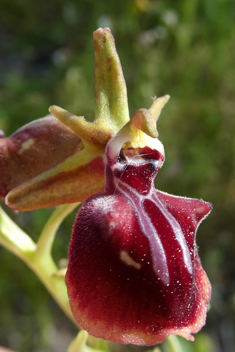 Mammose Spider Orchid