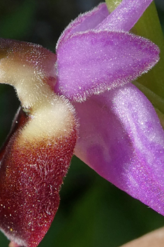 Eyed Bee Orchid