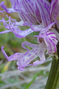 Naked Man Orchid