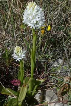 Pyramidal Orchid