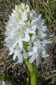 Pyramidal Orchid