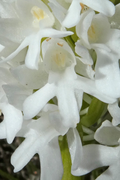 Pyramidal Orchid