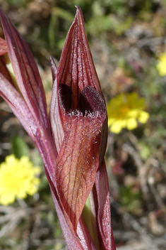 Bergon's Tongue Orchid