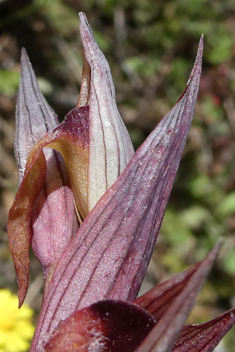 Bergon's Tongue Orchid
