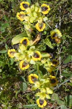 Yellow Bee Orchid