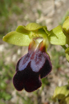 Rainbow Bee Orchid