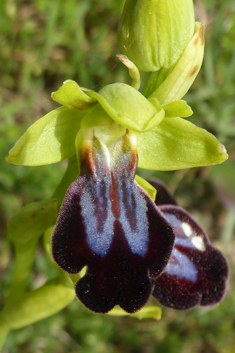 Rainbow Bee Orchid