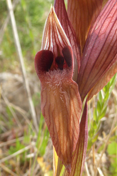 Eastern Long-lipped Tongue Orchid