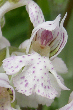 Milky Orchid