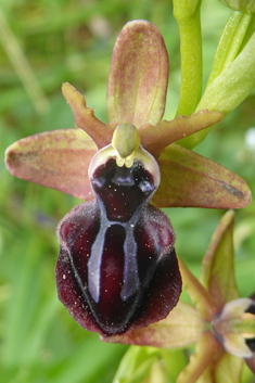 Mammose Spider Orchid