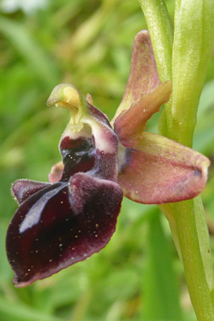 Mammose Spider Orchid