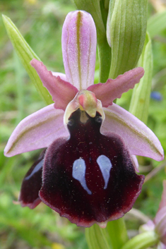 Horseshoe Bee Orchid