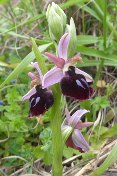 Horseshoe Bee Orchid