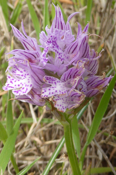 Toothed Orchid