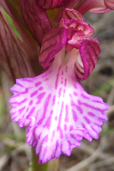 Pink Butterfly Orchid