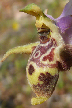 Horned Woodcock Orchid