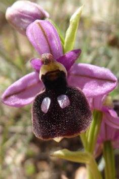 Eyed Bee Orchid