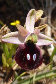 Eyed Bee Orchid