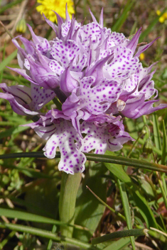 Toothed Orchid