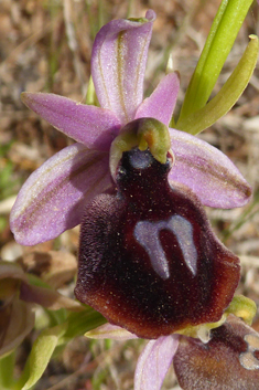 Horseshoe Bee Orchid