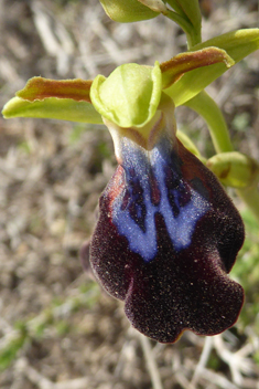 Rainbow Bee Orchid