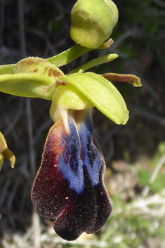 Rainbow Bee Orchid